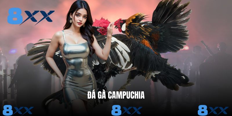 Đá Gà Campuchia - Hình Thức Giải Trí Cá Cược Nổi Tiếng 8XX