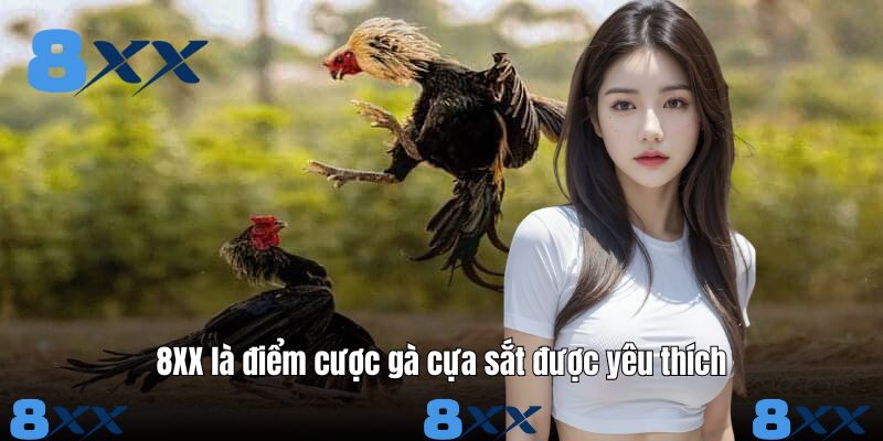 8XX là điểm cược gà cựa sắt được yêu thích