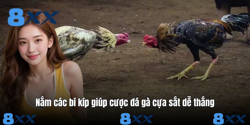 Nắm các bí kíp giúp cược đá gà cựa sắt dễ thắng