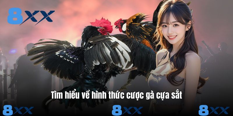 Tìm hiểu về hình thức cược gà cựa sắt
