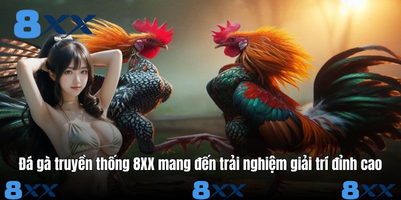 Đá gà truyền thống tại 8XX mang đến trải nghiệm giải trí đỉnh cao