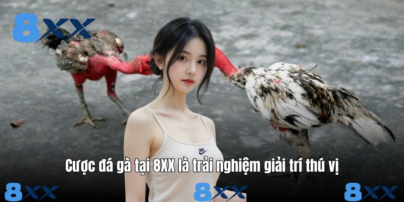 Cược đá gà tại 8XX là trải nghiệm giải trí thú vị