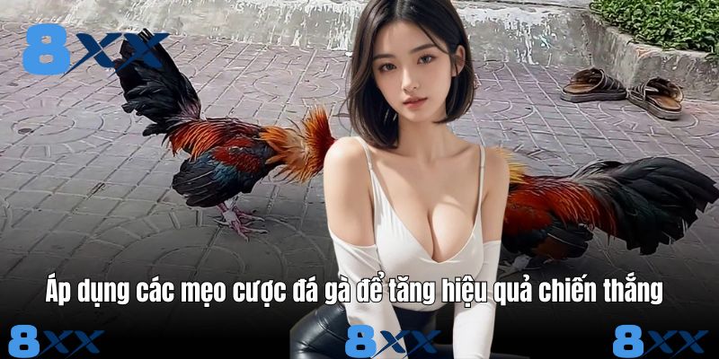 Áp dụng các mẹo cược đá gà để tăng hiệu quả chiến thắng